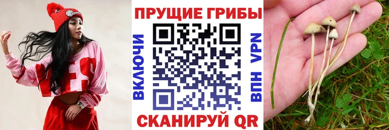 купить наркотик  Эртиль  Псилоцибиновые грибы GOLDEN TEACHER 